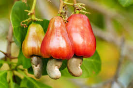 FG’s Plan to Ban Cashew Nuts Exportation A Replica of Nigeria Crude Oil and Dead Refineries