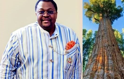 MIKE ADENUGA: The Iroko That Casts No Shadow Twice